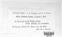 Puccinia violae image